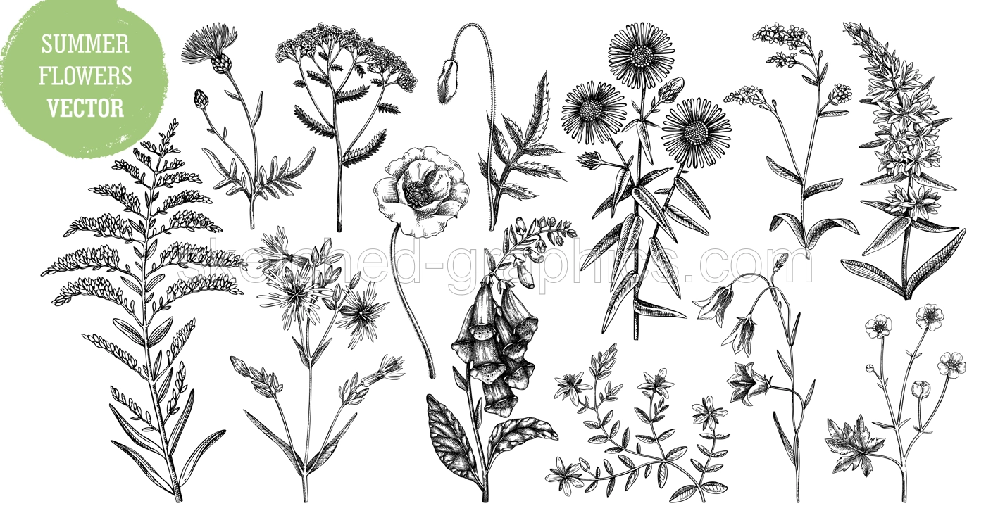 Hand drawn summer flower sketches collection. Wildflower drawings isolated on white background. Herbs, meadows or woodlands flowering plant. Floral design elements set in engraved style Illustration